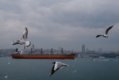 白昼在海上飞翔的白鸟